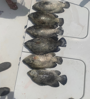 Tripletail Fishing and sunset sails in Mississippi